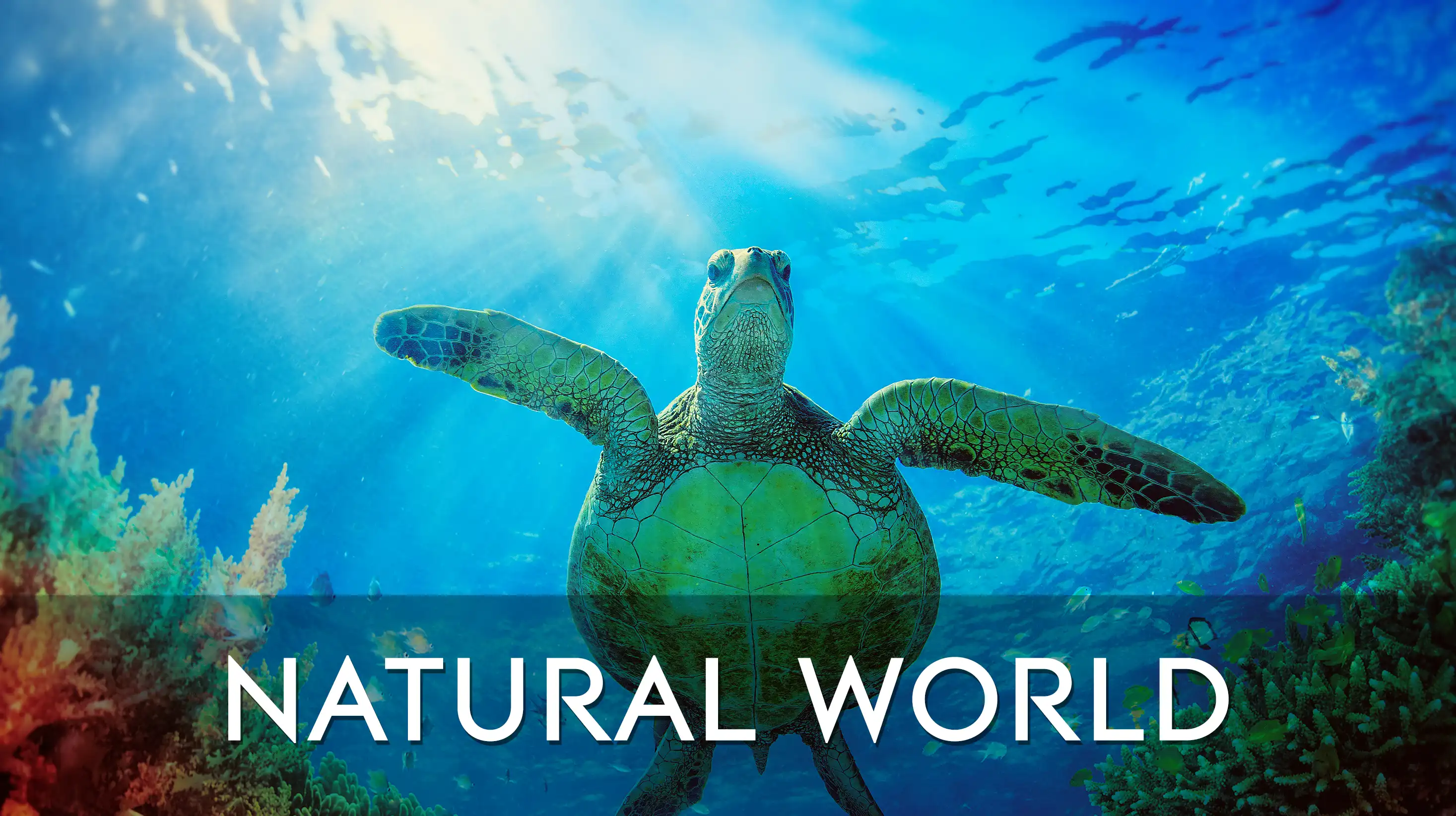 Staff Playlists - Natural World